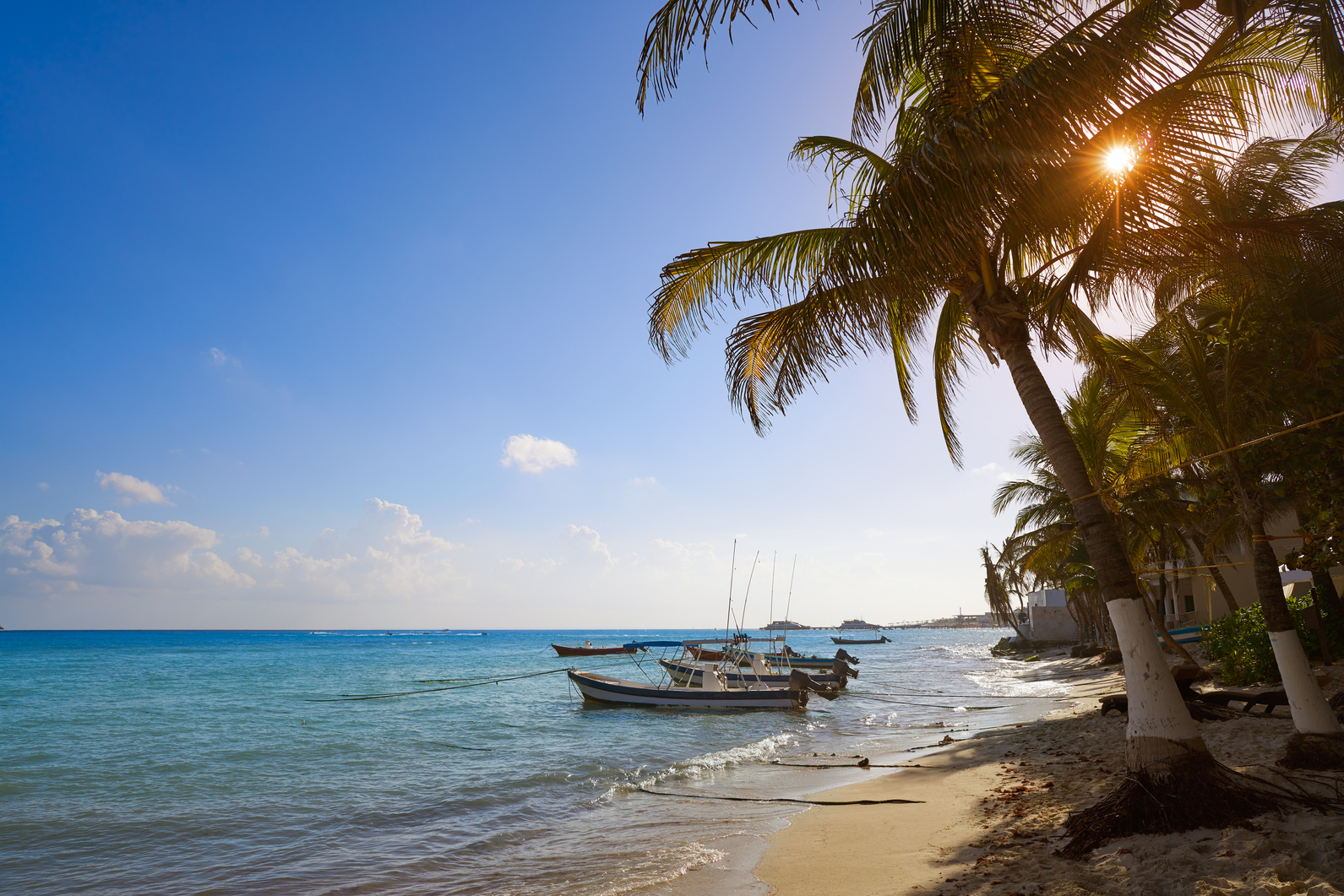 Playa Del Carmen Beach Palm Trees Mexico