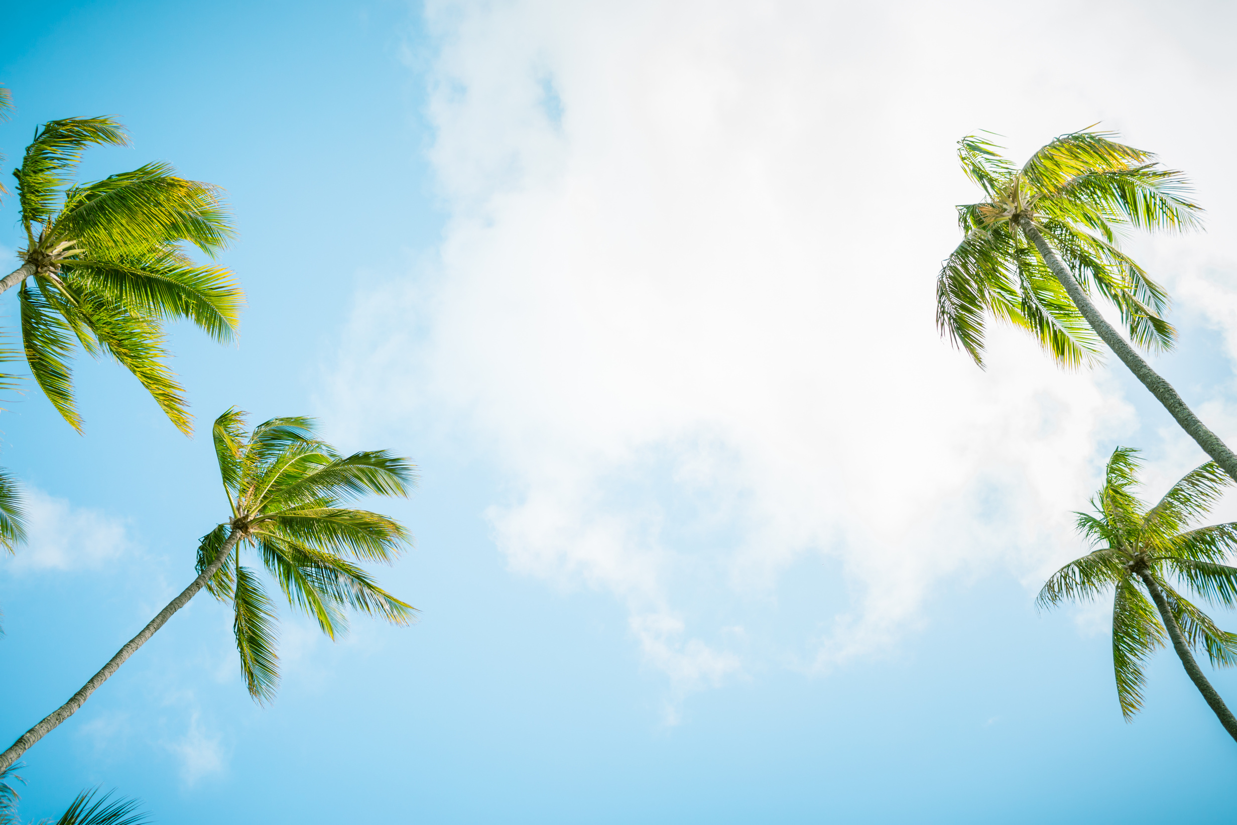 Palm trees